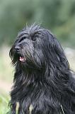 TERRIER DU TIBET 317